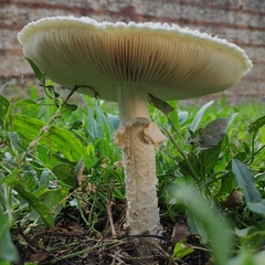 Saproamanita vittadinii