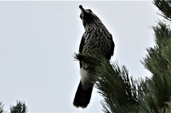 Nucifraga caryocatactes