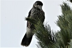 Nucifraga caryocatactes