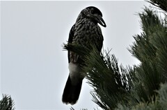 Nucifraga caryocatactes