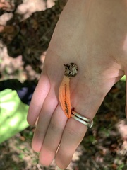 Pseudocolus fusiformis
