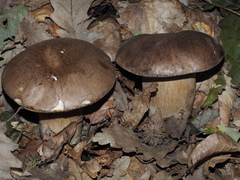 Boletus reticulatus