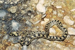 Zamenis scalaris