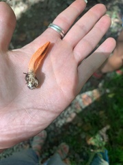 Pseudocolus fusiformis