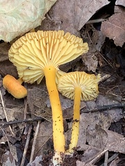 Hygrocybe ceracea