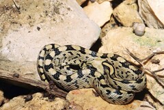 Zamenis scalaris