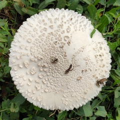 Saproamanita vittadinii