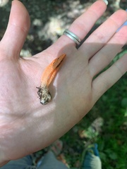 Pseudocolus fusiformis