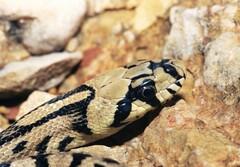 Zamenis scalaris