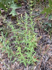 Dicerandra densiflora