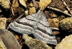 Scotopteryx coarctaria