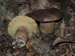 Boletus reticulatus