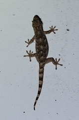 Gekko hokouensis