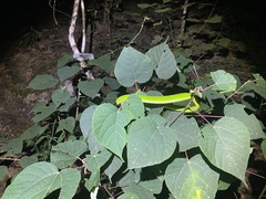 Ahaetulla prasina