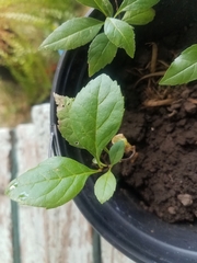 Magnoliopsida
