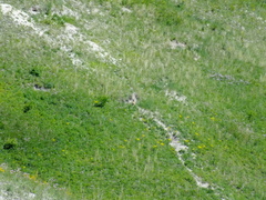 Marmota bobak