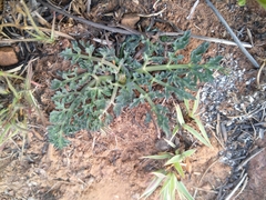 Afrosciadium magalismontanum