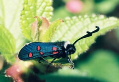 Zygaena lavandulae