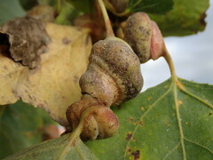 Pemphigus spyrothecae