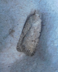 Caradrina