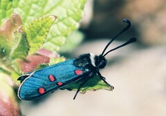 Zygaena lavandulae