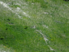 Marmota bobak