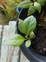 Magnoliopsida