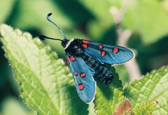 Zygaena lavandulae