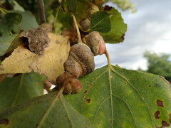 Pemphigus spyrothecae