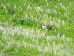 Marmota bobak