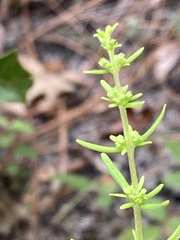 Dicerandra densiflora