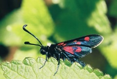 Zygaena lavandulae