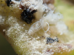 Pemphigus spyrothecae