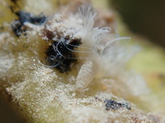 Pemphigus spyrothecae