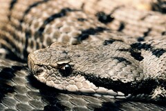 Vipera aspis aspis