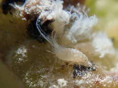 Pemphigus spyrothecae