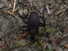 Scaphinotus angusticollis