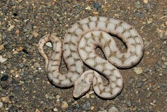 Vipera aspis aspis