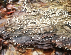Helicogloea compressa