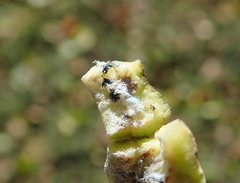 Pemphigus spyrothecae