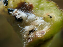 Pemphigus spyrothecae