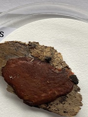 Dictydiaethalium plumbeum