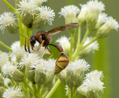 Eumenes americanus