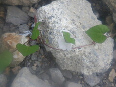 Ipomoea lacunosa