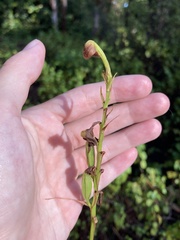 Orthochilus ecristatus