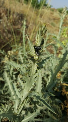 Oxythyrea noemi
