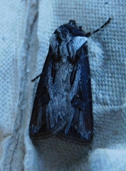 Agrotis venerabilis