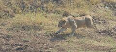 Panthera leo melanochaita