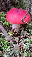 Russula emetica