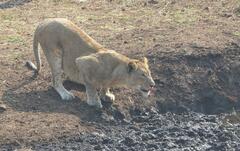 Panthera leo melanochaita